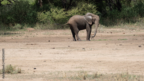 Photography elephants in the wild