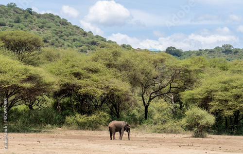 Canvas Print herd of elephants in the savannah