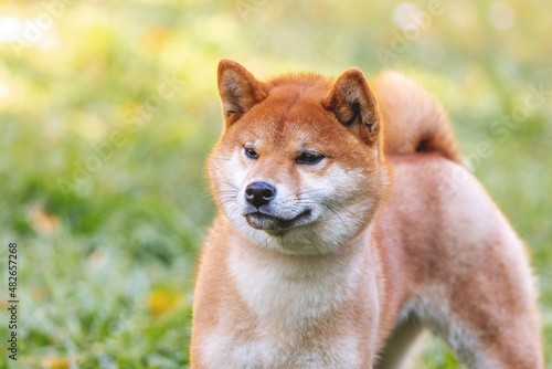 Dog breed shiba-inu in the park on a blurred background