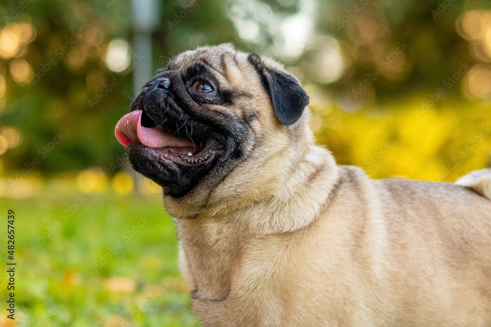 Pug dog looks up on nature on a blurred background