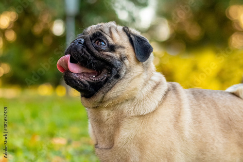 Pug dog looks up on nature on a blurred background © Volodymyr
