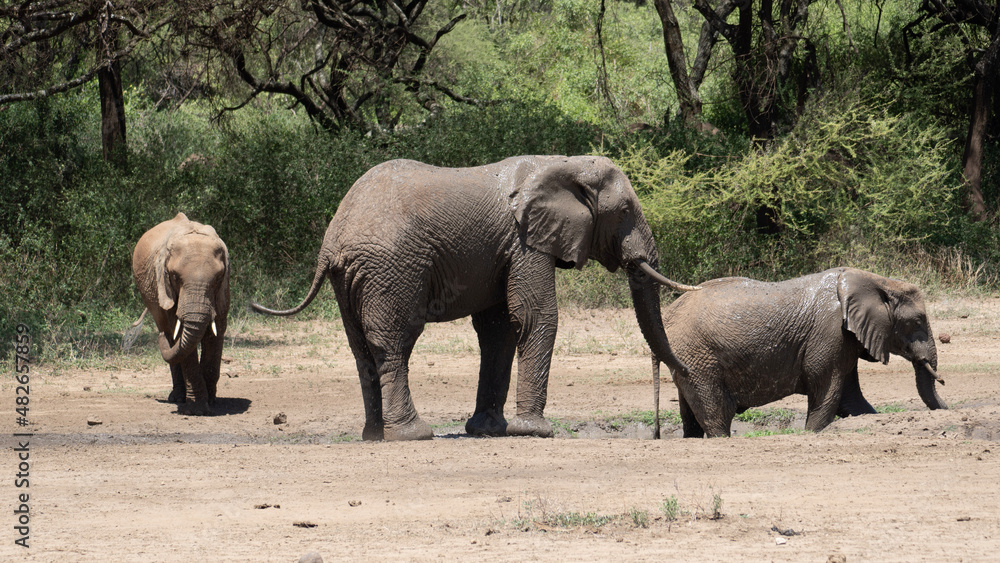 elephants in the savannah elephants in the savannah