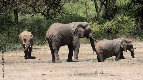 Photography elephants in the savannah