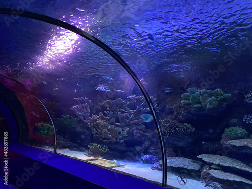 Glass underwater tunnel with fishes in Crocus city Oceanarium. Moscow