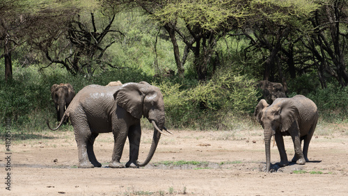 Photography elephants in the savannah