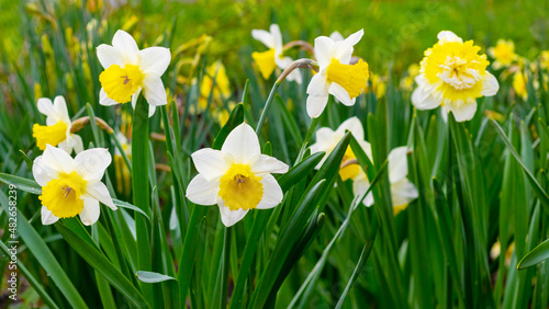 White daffodils in the garden. Flowering daffodils. Spring flowers