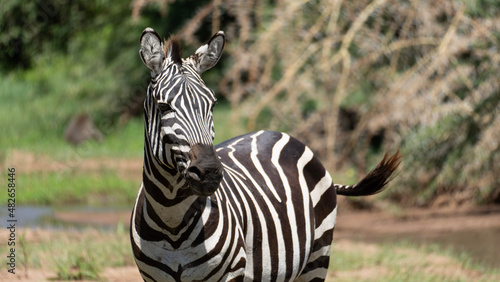 zebras in the zoo