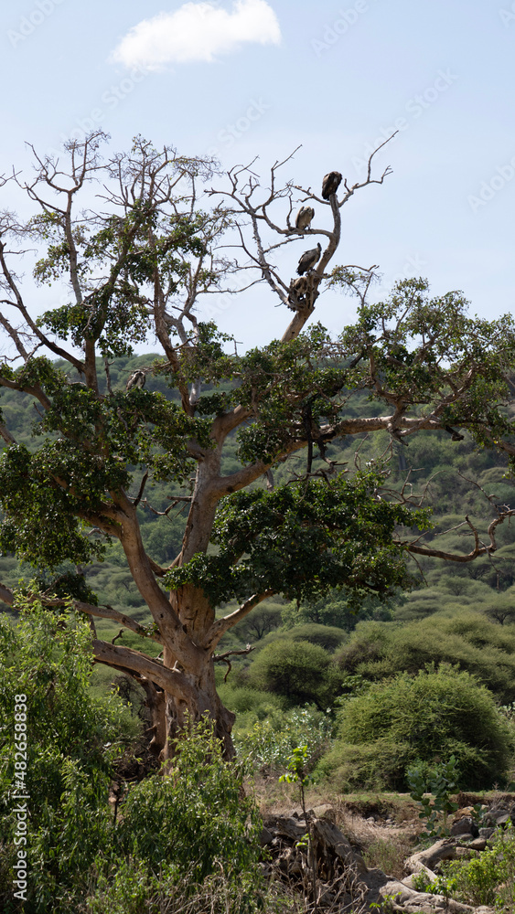 Fototapeta premium bird on a tree