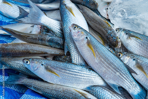 Quadro em tela A mullet fish laying on a blue tarp, freshly caught by fishermen.