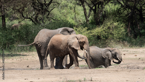 Canvas Print elephants in the savannah