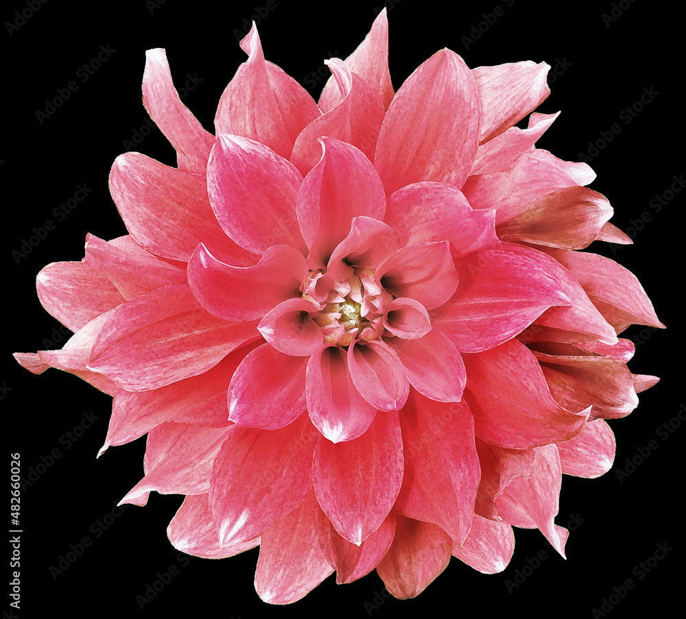Watercolor pink dahlia. flower on black isolated background with clipping path. Closeup. Flower on a green stem. Nature. Watercolor pink dahlia. flower on black isolated background with clipping path. Closeup. Flower on a green stem. Nature.