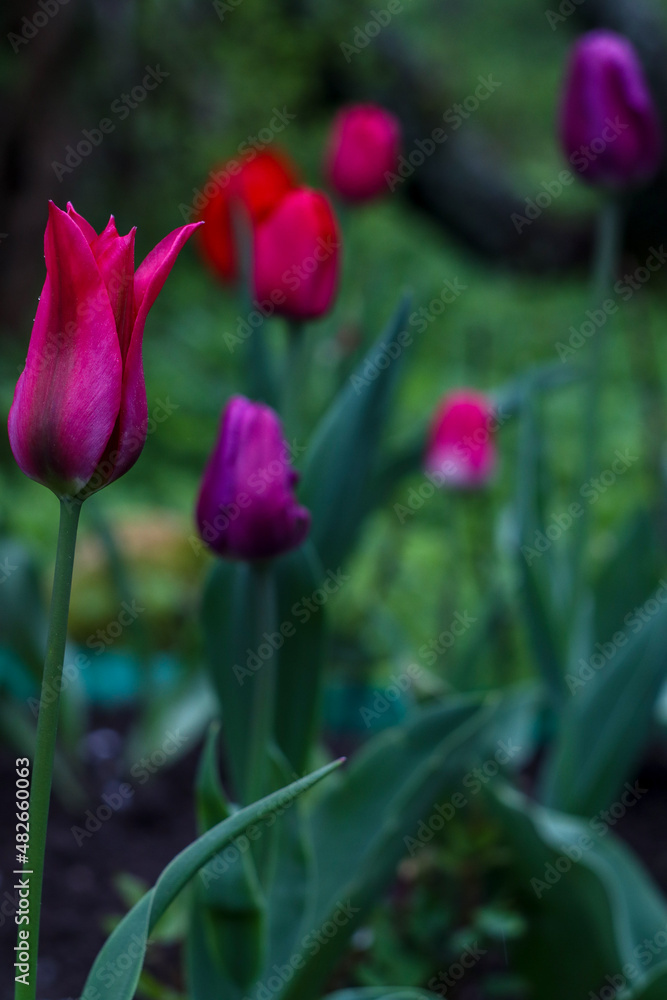 Purrple macro beautiful flowers photo