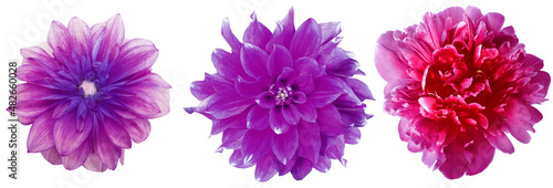 Watercolor set dahlia purple  flowers isolated on a white background. Close-up.  For design. Nature.