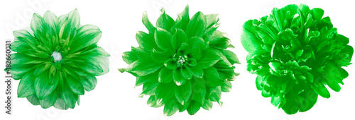 Watercolor set dahlia green flowers isolated on a white background. Close-up. For design. Nature.