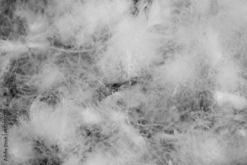 Принти на полотні nice white duck down. texture or background