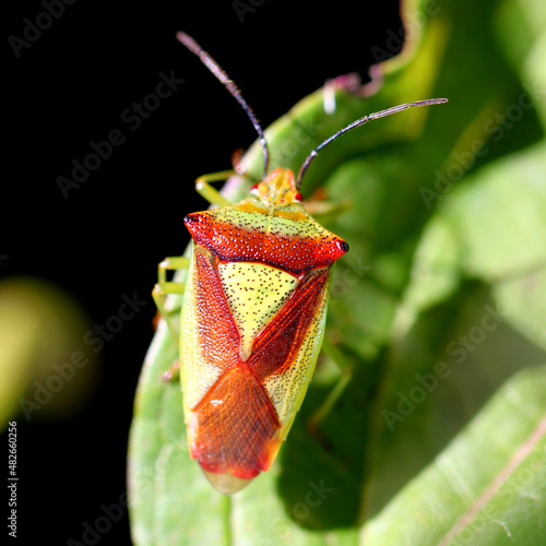 Hawthorn shield bug ( Acanthosoma haemorrhoidale ) crawling on a green common dogwood leaf ( cornus sanguinea ) photo