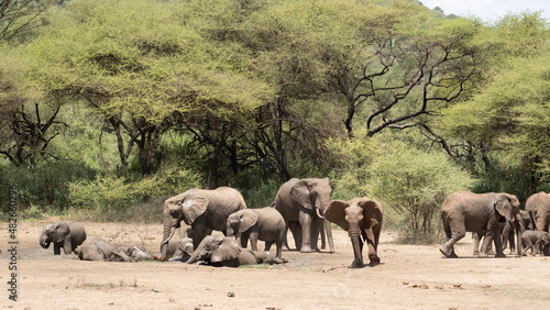 herd of elephants © TravelLensPro