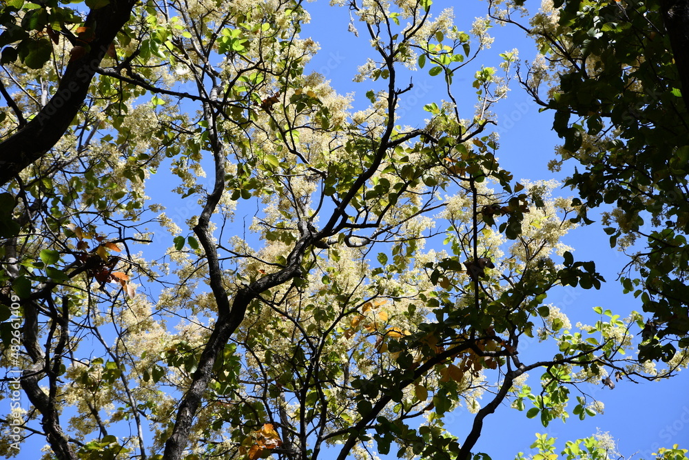 branches against blue sky branches against blue sky