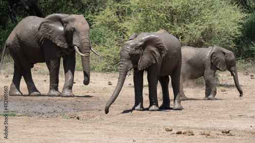 elephants in the savannah