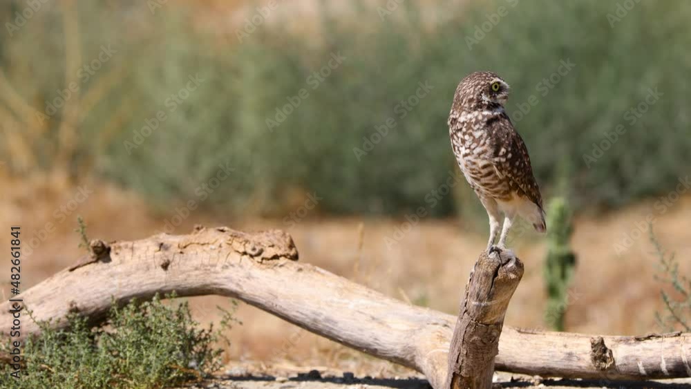Cute Burrowing Owl Shot in the Desert Near Los Angeles Cute Burrowing Owl Shot in the Desert Near Los Angeles