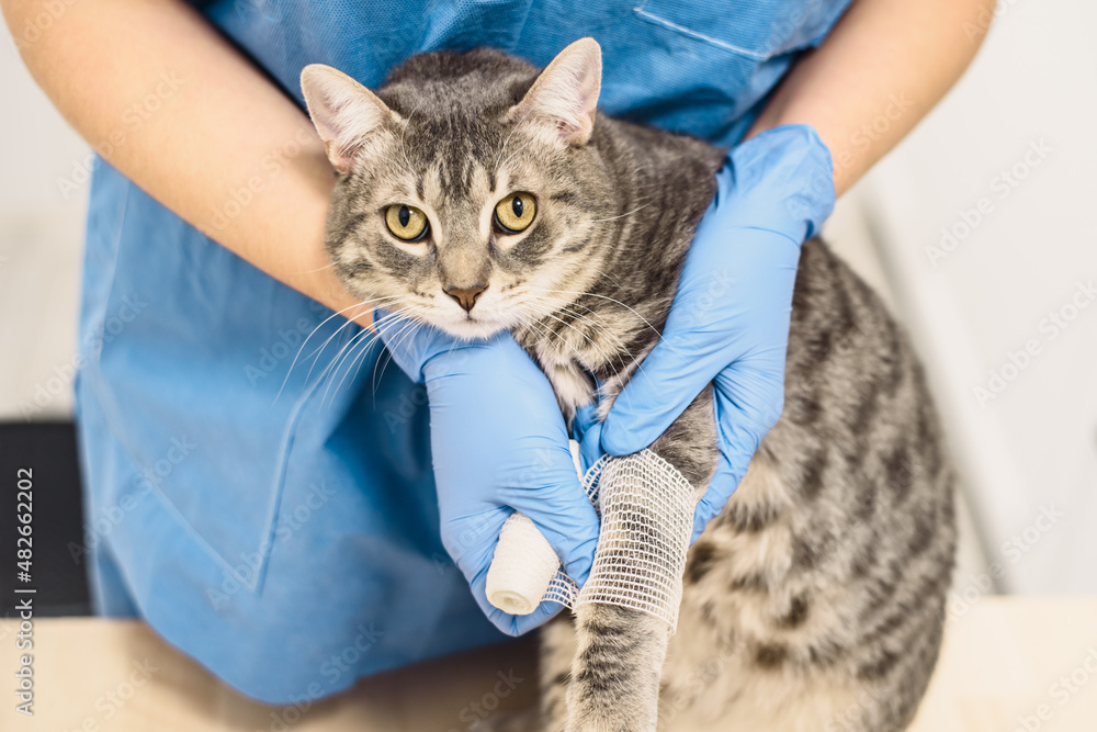 Veterinarian doctor bandaging the injured leg of a cat Veterinarian doctor bandaging the injured leg of a cat