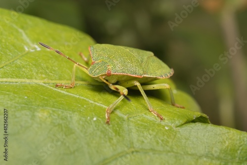 The green shield bug on a leaf