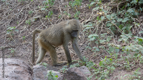 Obraz na płótnie baboon sitting on the ground