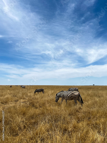 Zebra in the wild. Safari in Africa  African savannah. Wildlife  animals.