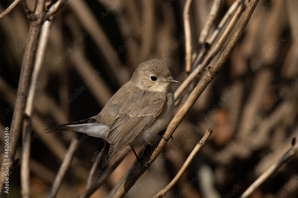 Naklejka premium 雑木林に溶け込むニシオジロビタキ