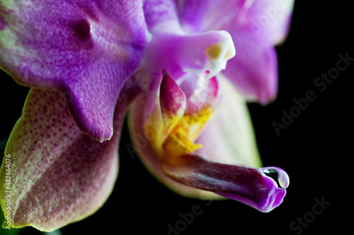 Close-up of water drop on beautiful pinkish orchid