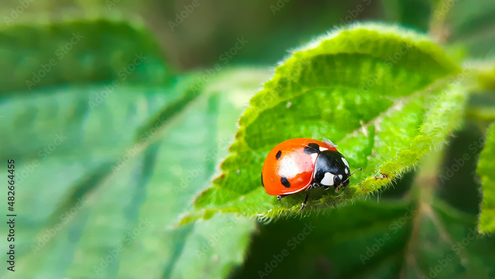 Macro closeup of a ladybug on green leaf. Coccinella septempunctata, the seven-spot ladybird Macro closeup of a ladybug on green leaf. Coccinella septempunctata, the seven-spot ladybird