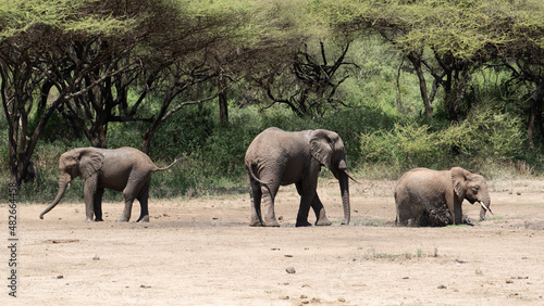 elephants in the savannah © TravelLensPro