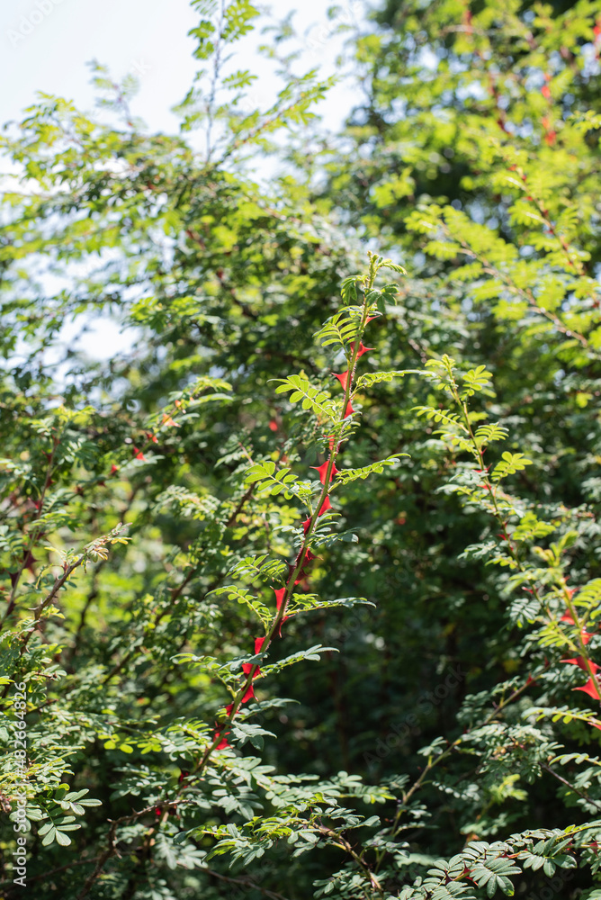 a twig of a wild rose bush with red prickles a twig of a wild rose bush with red prickles
