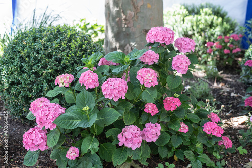 a hydrangea shrub with pink flower heads
