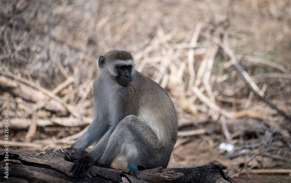Obraz premium baboon sitting on the ground