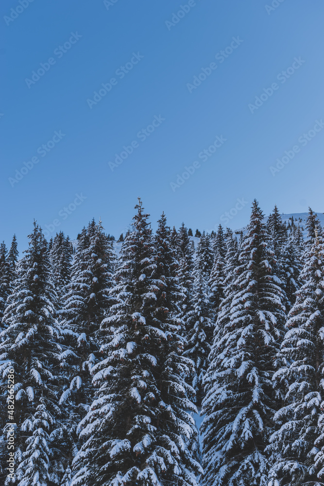A picturesque shot of tall pine trees covered in snow in a forest in the French Alps mountains on a cold winter day (Devoluy, Hautes-Alpes)