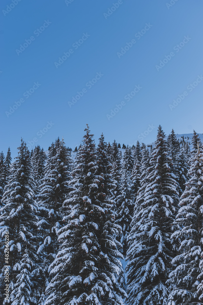 A picturesque shot of tall pine trees covered in snow in a forest in the French Alps mountains on a cold winter day (Devoluy, Hautes-Alpes) A picturesque shot of tall pine trees covered in snow in a forest in the French Alps mountains on a cold winter day (Devoluy, Hautes-Alpes)