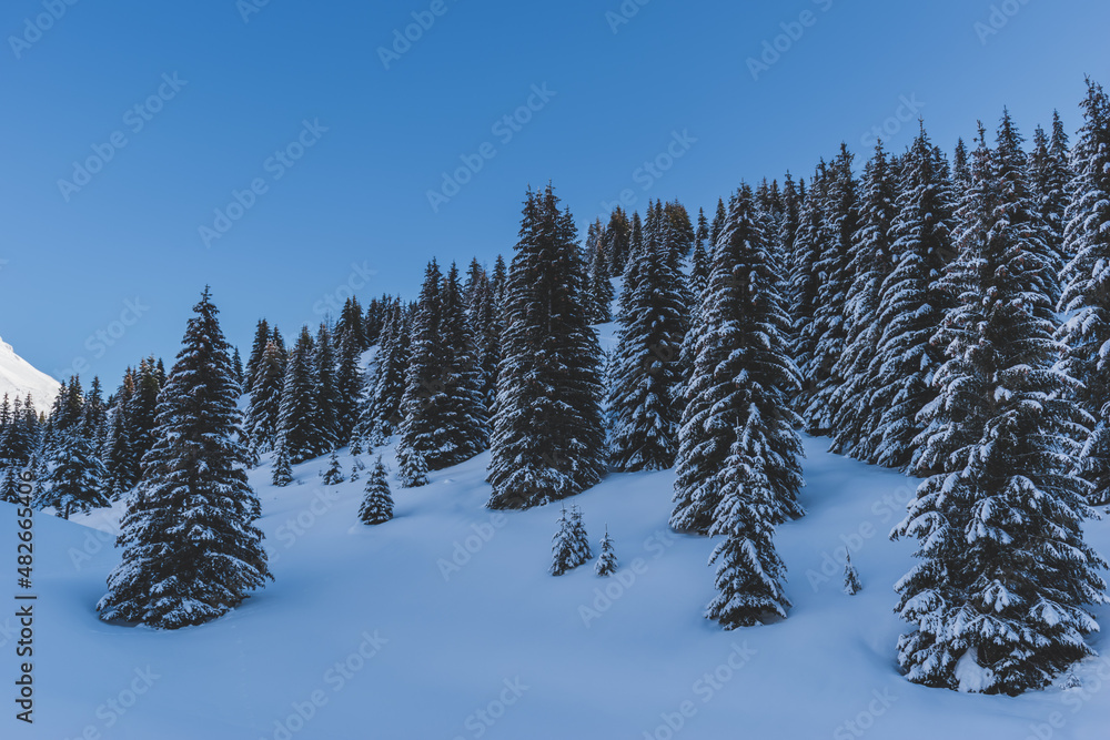 A picturesque shot of tall pine trees covered in snow in a forest in the French Alps mountains on a cold winter day (Devoluy, Hautes-Alpes)