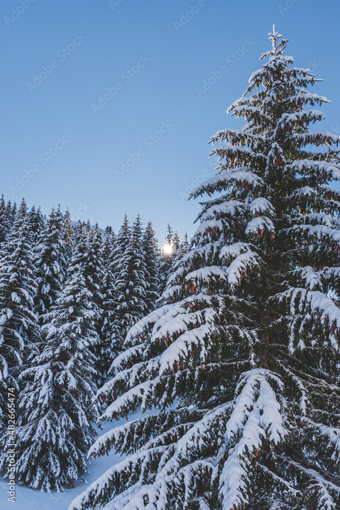 A picturesque landscape view of the sun behind pine trees in a forest in the French Alps mountains on a cold winter day (Hautes-Alpes, Devoluy valley)