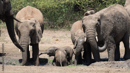 Photography elephants in the wild