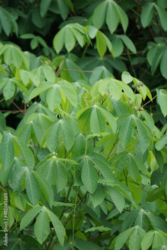 Cassava leaves on the tree. Indonesian call it singkong or ketela photo