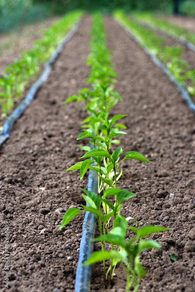 greenhouse with pepper plant and drip irrigation system- selective focus greenhouse with pepper plant and drip irrigation system- selective focus