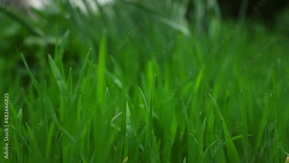 Green grass swaying wind in calm meadow nature background. Environment concept. Green grass swaying wind in calm meadow nature background. Environment concept.
