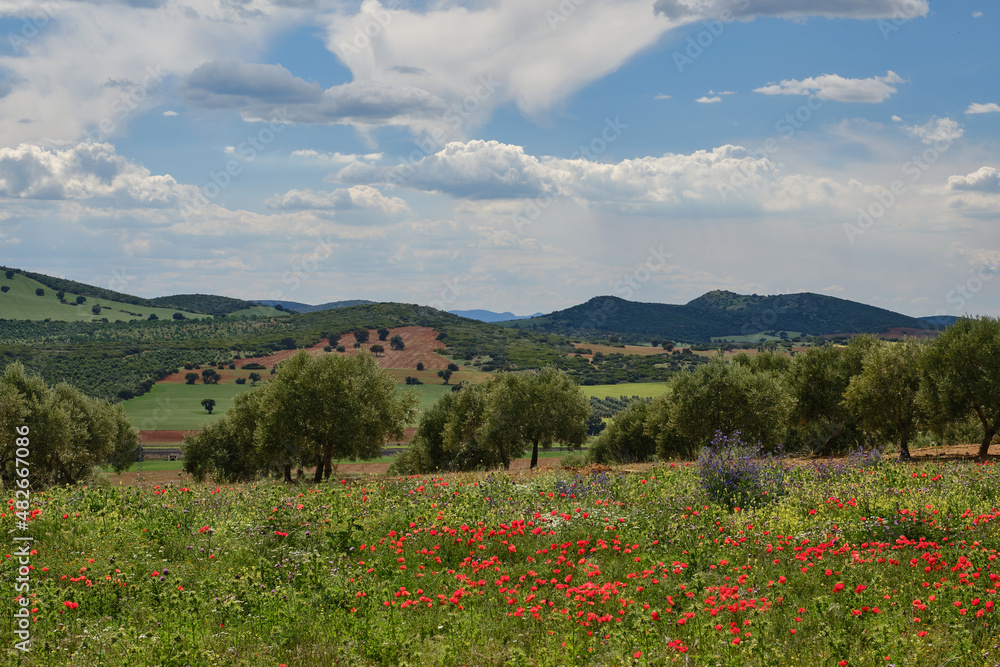 Fields with poppies, wildflowers, mountains and olive trees during a sunny spring day in Spain, Andalusia countryside landscape. Shallow depth of field.  