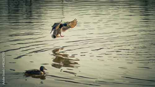 Lądowanie kaczki na wodzie photo