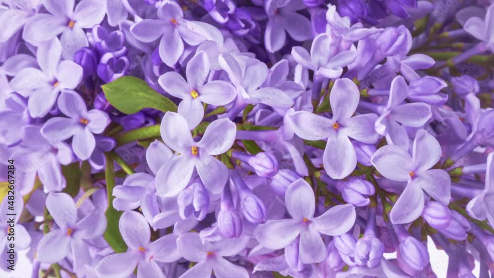 Beautiful background of blooming lilac flowers. Demonstrating the colors of 2022 - Very Peri. Beautiful background of blooming lilac flowers. Demonstrating the colors of 2022 - Very Peri.