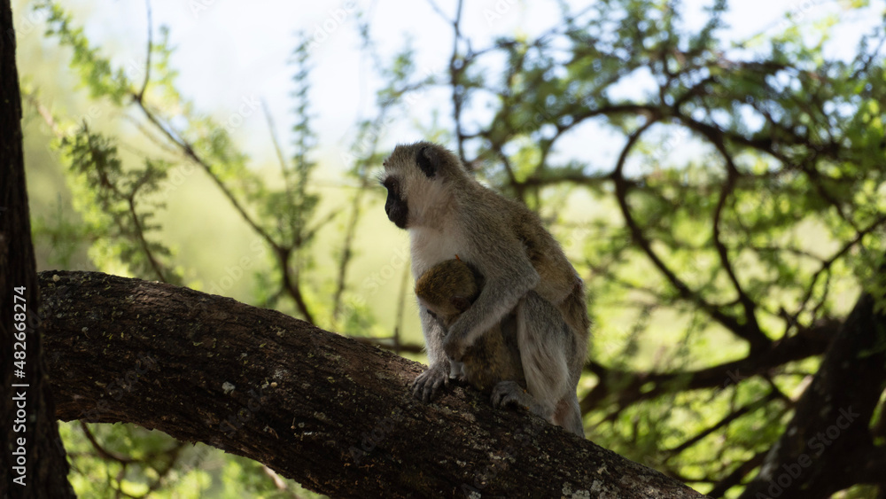 lemur