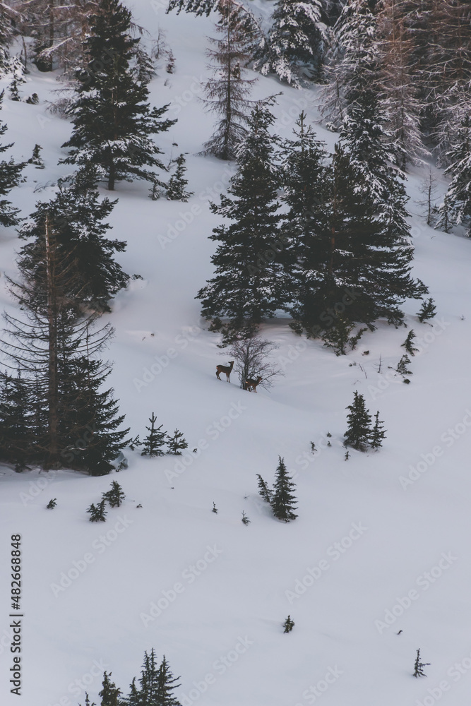 Obraz premium A wide-angle shot of two young does in a pine tree forest in the French Alps mountains in winter