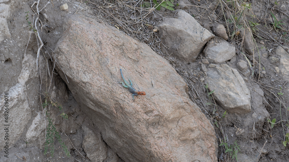 bark texture bearded dragon