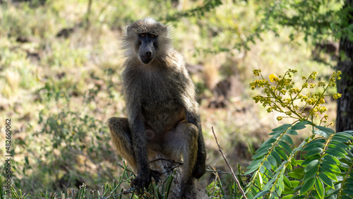 baboon sitting on the ground